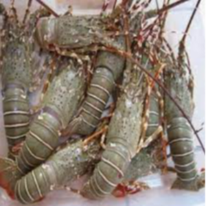 Frozen Lobsters Exporters, Wholesaler & Manufacturer | eximnext.com