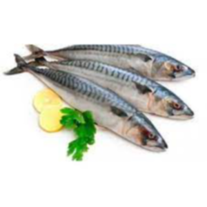 Frozen Mackerel Fish Exporters, Wholesaler & Manufacturer | eximnext.com