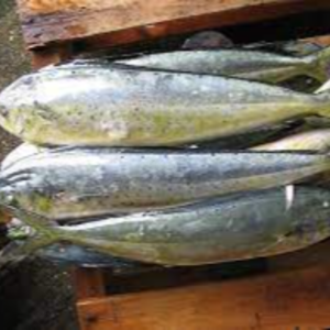 Frozen Mahi Mahi Fish Exporters, Wholesaler & Manufacturer | eximnext.com