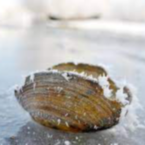 Frozen Seashells Exporters, Wholesaler & Manufacturer | eximnext.com