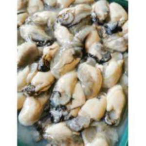 Frozen Shellfish Exporters, Wholesaler & Manufacturer | eximnext.com