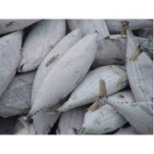 Frozen Tuna Fish Exporters, Wholesaler & Manufacturer | eximnext.com