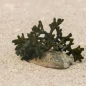 Seaweeds, Seashells Exporters, Wholesaler & Manufacturer | eximnext.com