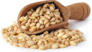 Barley Exporters, Wholesaler & Manufacturer | eximnext.com