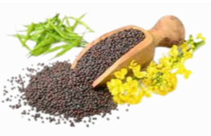 Canola Seeds Exporters, Wholesaler & Manufacturer | eximnext.com