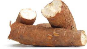 Cassava Exporters, Wholesaler & Manufacturer | eximnext.com