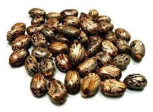 Castor Seeds Exporters, Wholesaler & Manufacturer | eximnext.com
