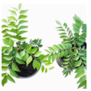 Curry Leaves Exporters, Wholesaler & Manufacturer | eximnext.com