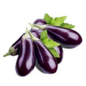 Fresh Brinjal Exporters, Wholesaler & Manufacturer | eximnext.com