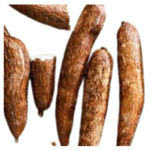 Fresh Cassava Exporters, Wholesaler & Manufacturer | eximnext.com