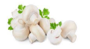Fresh Mushroom Exporters, Wholesaler & Manufacturer | eximnext.com