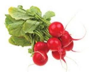 Fresh Radish Exporters, Wholesaler & Manufacturer | eximnext.com