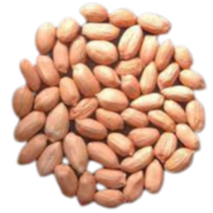 Groundnut Kernel Exporters, Wholesaler & Manufacturer | eximnext.com