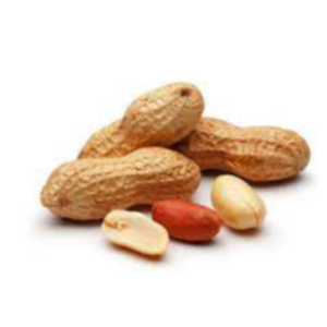 Groundnuts Exporters, Wholesaler & Manufacturer | eximnext.com