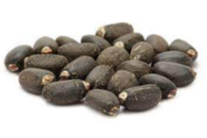 Jatropha Seed Exporters, Wholesaler & Manufacturer | eximnext.com