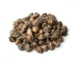 Moringa Seeds Exporters, Wholesaler & Manufacturer | eximnext.com