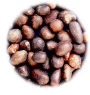 Palm Kernel Exporters, Wholesaler & Manufacturer | eximnext.com