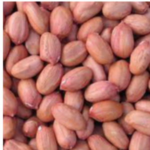 Peanut Kernel Exporters, Wholesaler & Manufacturer | eximnext.com