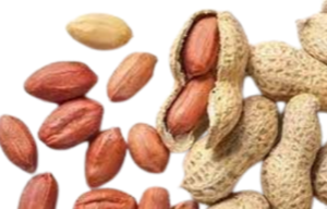 Peanuts Exporters, Wholesaler & Manufacturer | eximnext.com