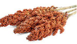 Sorghum Exporters, Wholesaler & Manufacturer | eximnext.com