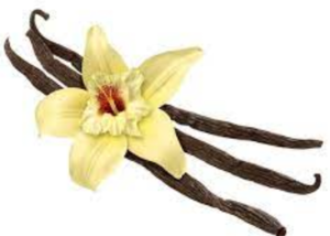 Vanilla Exporters, Wholesaler & Manufacturer | eximnext.com