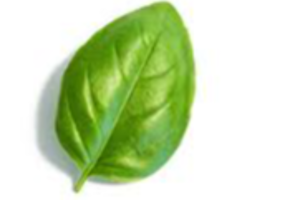 Basil Leaf Exporters, Wholesaler & Manufacturer | eximnext.com