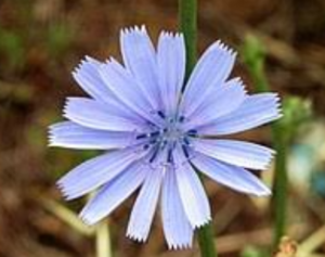 Chicory Exporters, Wholesaler & Manufacturer | eximnext.com