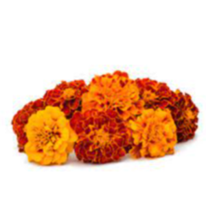 Fresh Marigold Exporters, Wholesaler & Manufacturer | eximnext.com