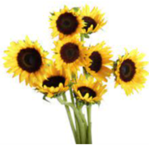 Fresh Sunflower Exporters, Wholesaler & Manufacturer | eximnext.com