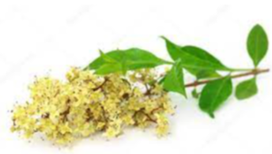 Heena Exporters, Wholesaler & Manufacturer | eximnext.com