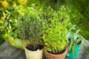 Herbal Plants Exporters, Wholesaler & Manufacturer | eximnext.com