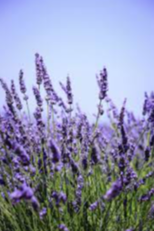 Herbs Exporters, Wholesaler & Manufacturer | eximnext.com