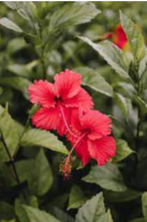 Hibiscus Exporters, Wholesaler & Manufacturer | eximnext.com