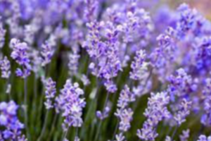 Lavender Exporters, Wholesaler & Manufacturer | eximnext.com