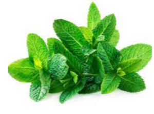 Mint Exporters, Wholesaler & Manufacturer | eximnext.com