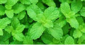 Peppermint Exporters, Wholesaler & Manufacturer | eximnext.com