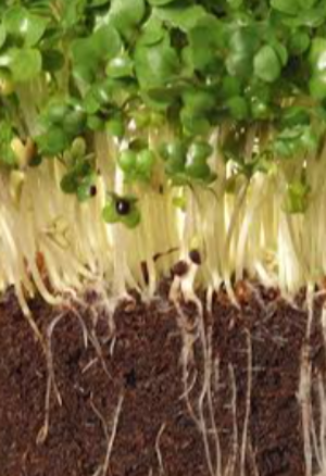 Plant Roots & Tissues Exporters, Wholesaler & Manufacturer | eximnext.com