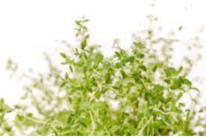 Plants & Plant Extracts Exporters, Wholesaler & Manufacturer | eximnext.com