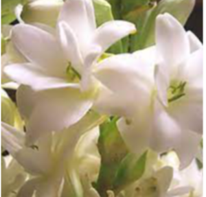 Rose Flower Bulbs Exporters, Wholesaler & Manufacturer | eximnext.com