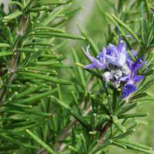 Rosemary Exporters, Wholesaler & Manufacturer | eximnext.com