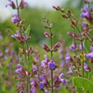 Sage Exporters, Wholesaler & Manufacturer | eximnext.com