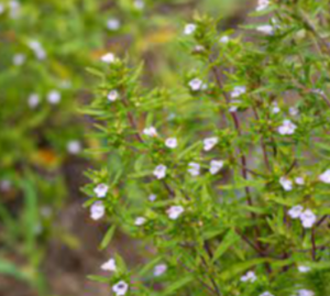 Savory Exporters, Wholesaler & Manufacturer | eximnext.com