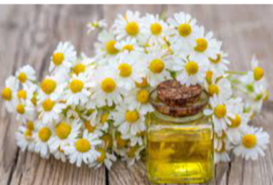Chamomile Oil Exporters, Wholesaler & Manufacturer | eximnext.com