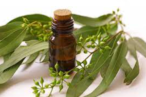 Eucalyptus Oil Exporters, Wholesaler & Manufacturer | eximnext.com