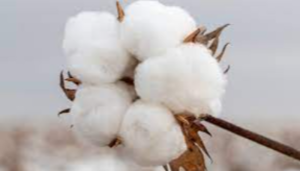 Cotton Exporters, Wholesaler & Manufacturer | eximnext.com
