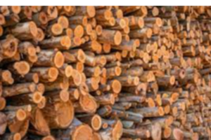 Eucalyptus Wood Exporters, Wholesaler & Manufacturer | eximnext.com