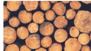 Other Type Of Woods Exporters, Wholesaler & Manufacturer | eximnext.com