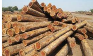 Teak Wood Logs Exporters, Wholesaler & Manufacturer | eximnext.com
