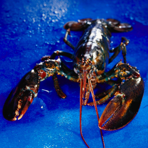 resources of Canadian Lobster exporters