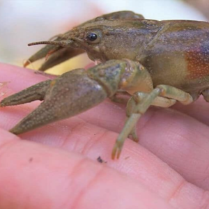 resources of Crayfish exporters